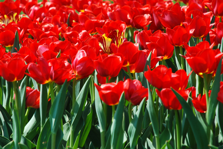 Red tulips in botanical garden, Aprilの写真素材