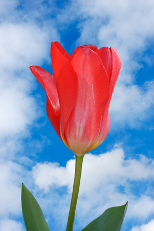 Red tulip on the background of blue skyの写真素材
