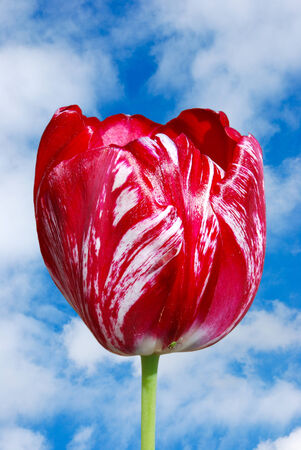 Red tulip on the background of blue skyの写真素材