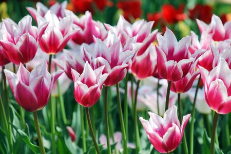 Beautiful pink tulips, Aprilの写真素材