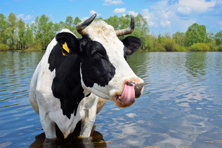 Cow on a watering place, Kyiv Regionの写真素材