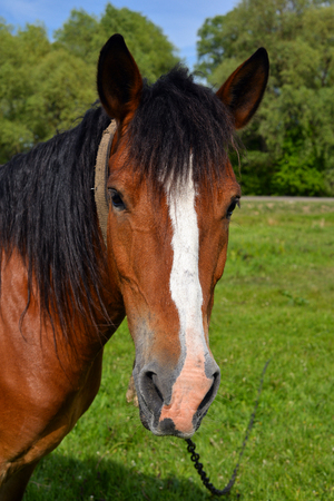 Portrait of horse on background of spring pastureの写真素材