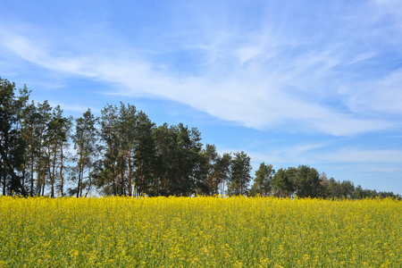 Rape field and bleu sky の写真素材