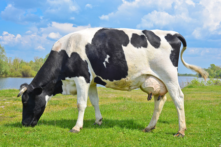 Cow on a spring pasture, Kyiv regionの写真素材