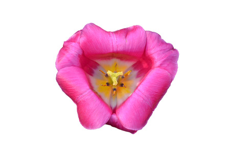 Pink tulip isolated on whiteの写真素材