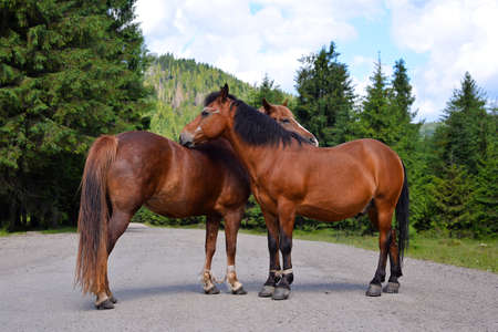 Horse couple standing on the road, Carpathians, Lviv regionの写真素材