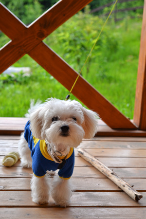 Portrait of a young Malteseの写真素材