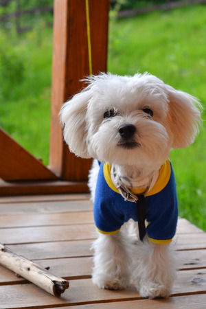 Portrait of a young Malteseの写真素材