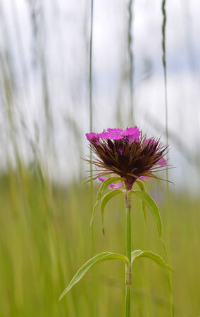 Wild flower on summer meadowの写真素材