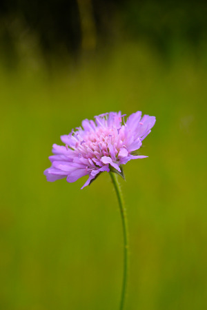 Wild flower on summer meadowの写真素材