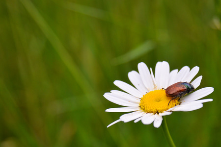 Wild camomile and beetle sitting on itの写真素材