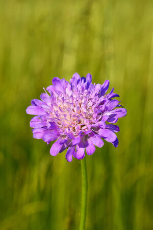 Wild flower on summer meadowの写真素材