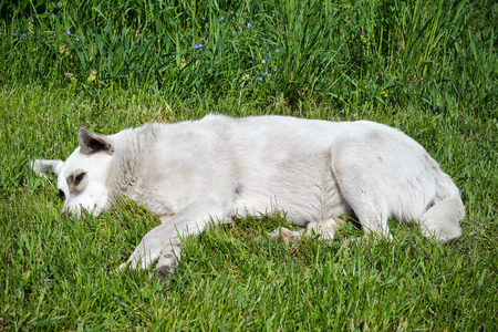 Stray dog lying on the grassの写真素材
