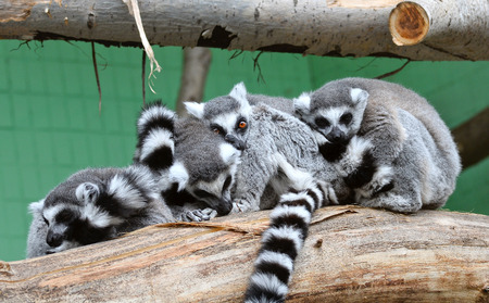 Group of ringtailed lemurs having a restの写真素材