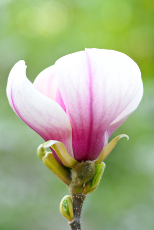 Beautiful magnolia flowerの写真素材