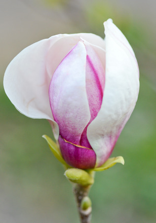 Beautiful magnolia flowerの写真素材