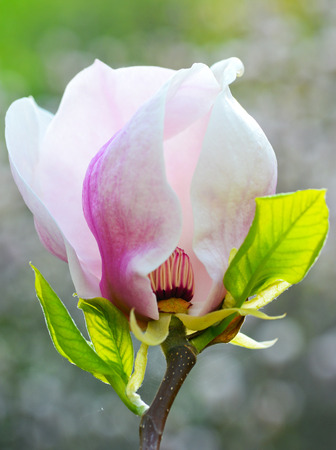 Beautiful magnolia flowerの写真素材