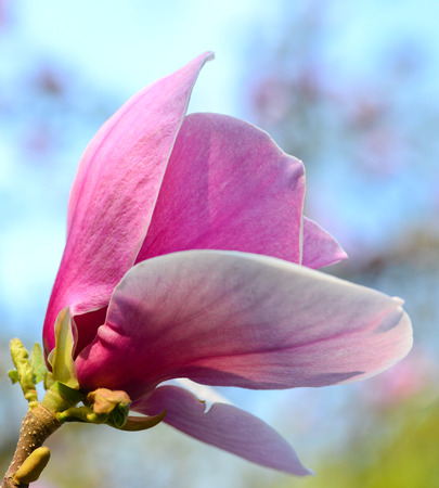 Beautiful magnolia flowerの写真素材