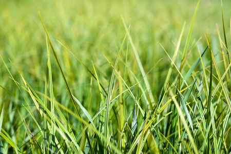 Grassの写真素材