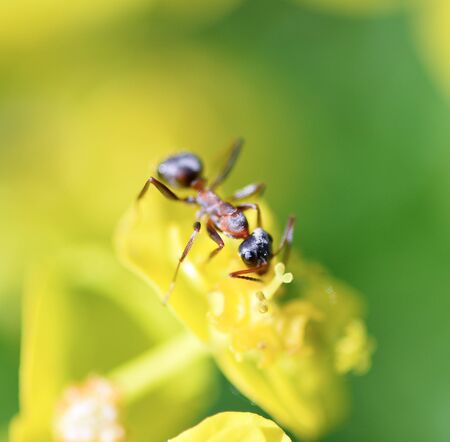 Ant on flower macroの写真素材