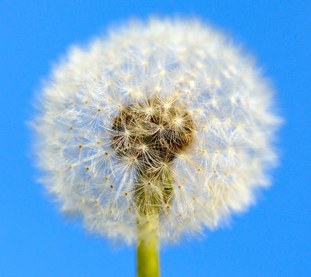 Spring dandelion closeup on the background of blue skyの写真素材
