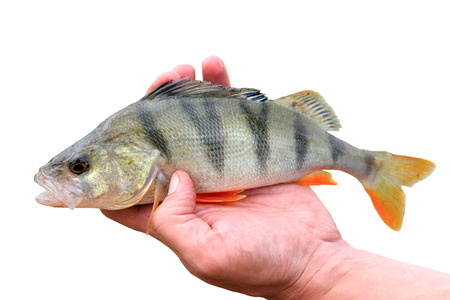 Perch in hand on white backgroundの写真素材