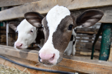 Two cute calves in the barn, Ukraineの写真素材