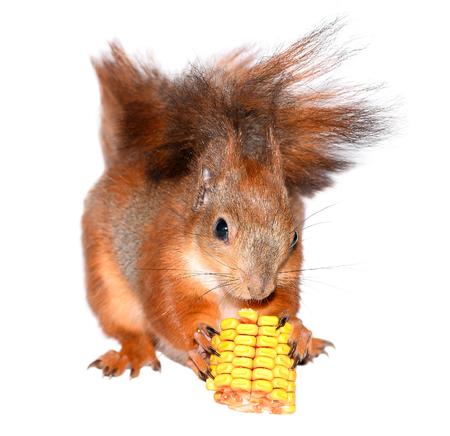 Funny squirrel eating corn isolated on white backgroundの写真素材