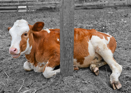 Calf and black and white farm background, Kiev, Ukraineの写真素材