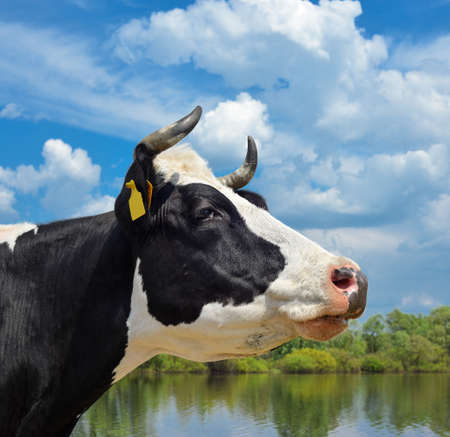 Profile of spotted black and white cow on the background of the river and the sky with clouds, Ukraineの写真素材