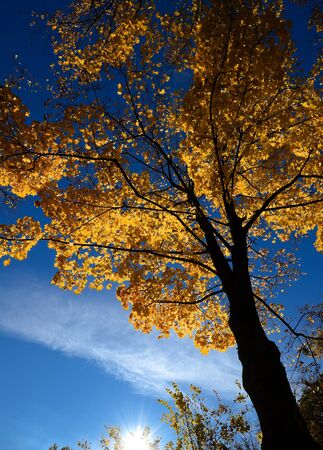 Colorful and bright autumn leaves and blue sky backgroundの写真素材
