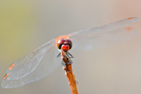 Macro photo of dragonfly and natural backgroundの写真素材