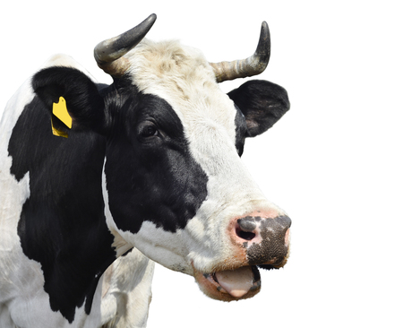 Funny cow isolated on whiteの写真素材