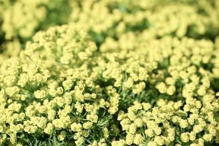 Bright yellow wild meadow flowers background and green leaves