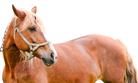 Young chestnut horse isolated on white backgroundの写真素材