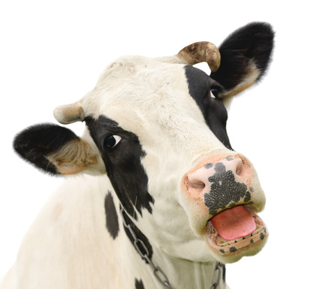 Funny cute talking cow isolated on whiteの写真素材
