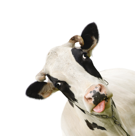 Funny cute talking cow isolated on whiteの写真素材