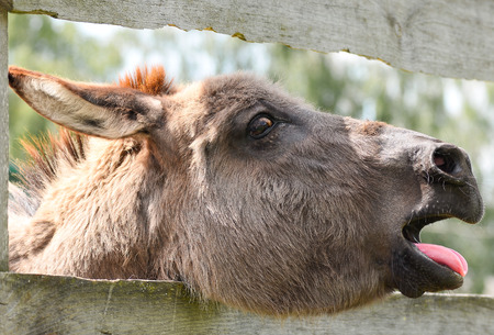 Cute grey donkey on the farm and wooden fenceの写真素材