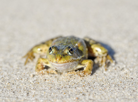 Toad on a sandy shore. Dreamy frog sitting on the sand / Frog sitting on the sandの写真素材