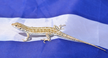 Small lizard sitting on a blue and white fabric background. A funny cute lizard in the wildの写真素材