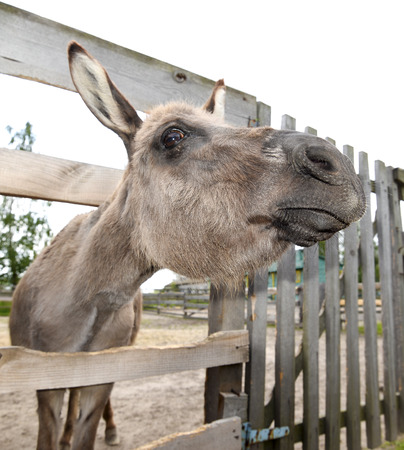 Cute grey donkey on the farm and wooden fence. Sad shy gray donkey on a farm. Mule and wooden fence on farmの写真素材