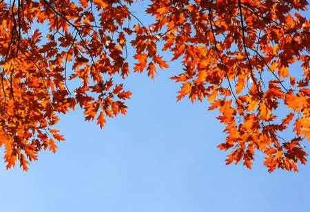 Colorful and bright autumn leaves and blue sky background. Fall golden leaves and clear blue sky...