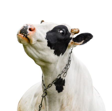 Funny cute cow isolated on white. Talking black and white cow. Funny curious cow. Farm animals. Pet cow on white.の写真素材