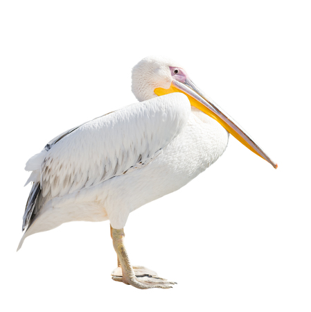 Big beautiful white pelican isolated on white. Funny cute zoo bird pelican. Pelican - large water bird that eat fishの写真素材