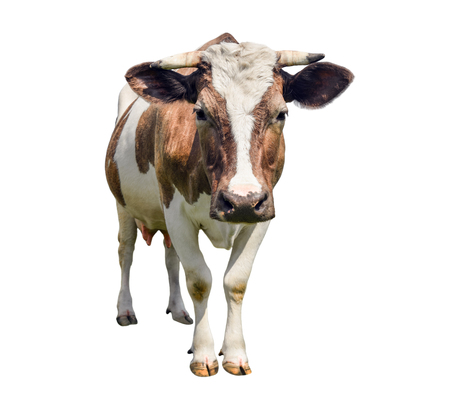 Funny cute cow isolated on white. Looking at camera red cow. Funny spotted cow. Farm animals. Cow, standing full-length in front of white background. Pet red young cow on white.の写真素材