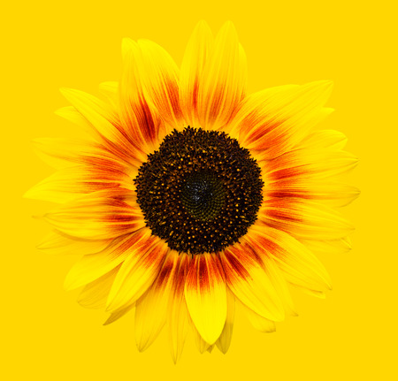 Bright yellow sunflowers head on yellow background. Yellow sunflower almost disappeared or merged with the background. Summer flowers. Natural sunflower on a sunny background with copy spaceの写真素材
