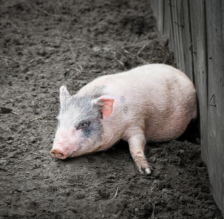 Portrait of a little funny piglet on a farm. Little pink piglet and dirty ground. Farm animals. Gray dwarf Vietnamese pigの写真素材