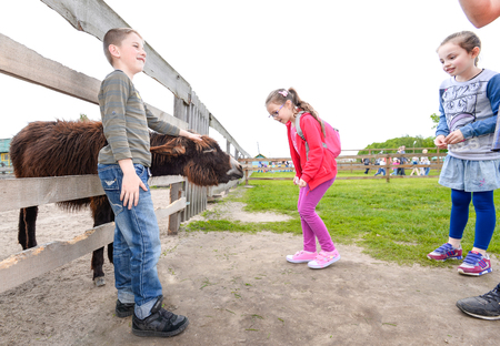 Kiev, Ukraine - July 20, 2016: Children at the farm zoo to feed the animals. Pupils feed the donkey on the farmのeditorial素材