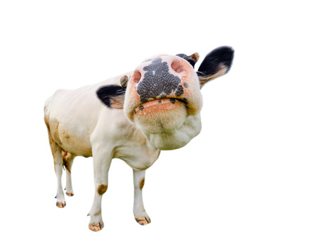 Funny cute black and white cow isolated on white full length. Farm animals.Almost white cow with big snout, standing full-length in front of white background. Cow face close up.の写真素材