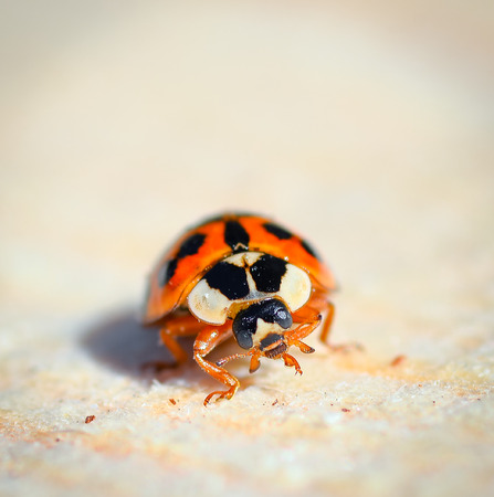 Ladybird beetle on the natural background of wood. Ladybug close up. Macro photo of insect ladybug.の写真素材